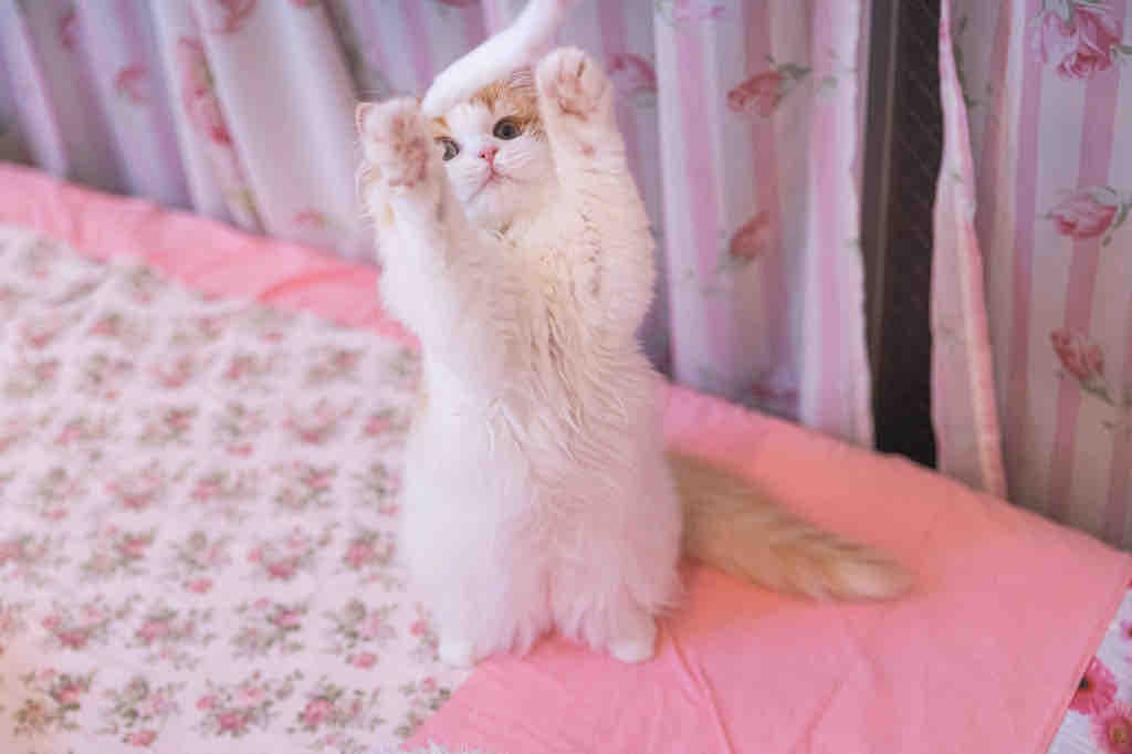 ﾐﾙｸﾚﾓﾝ🍋相互フォロー