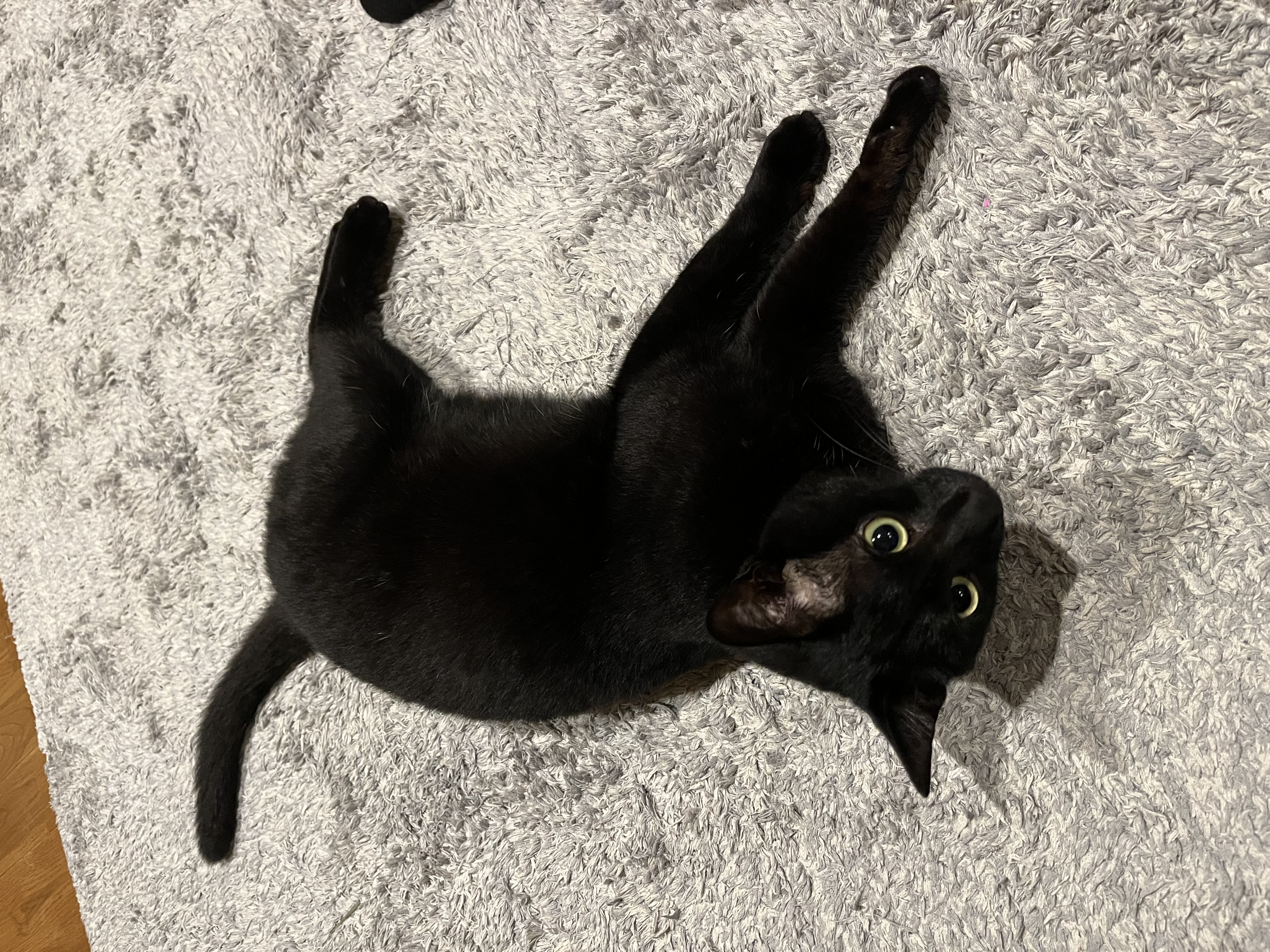 くろねこ🐈‍⬛