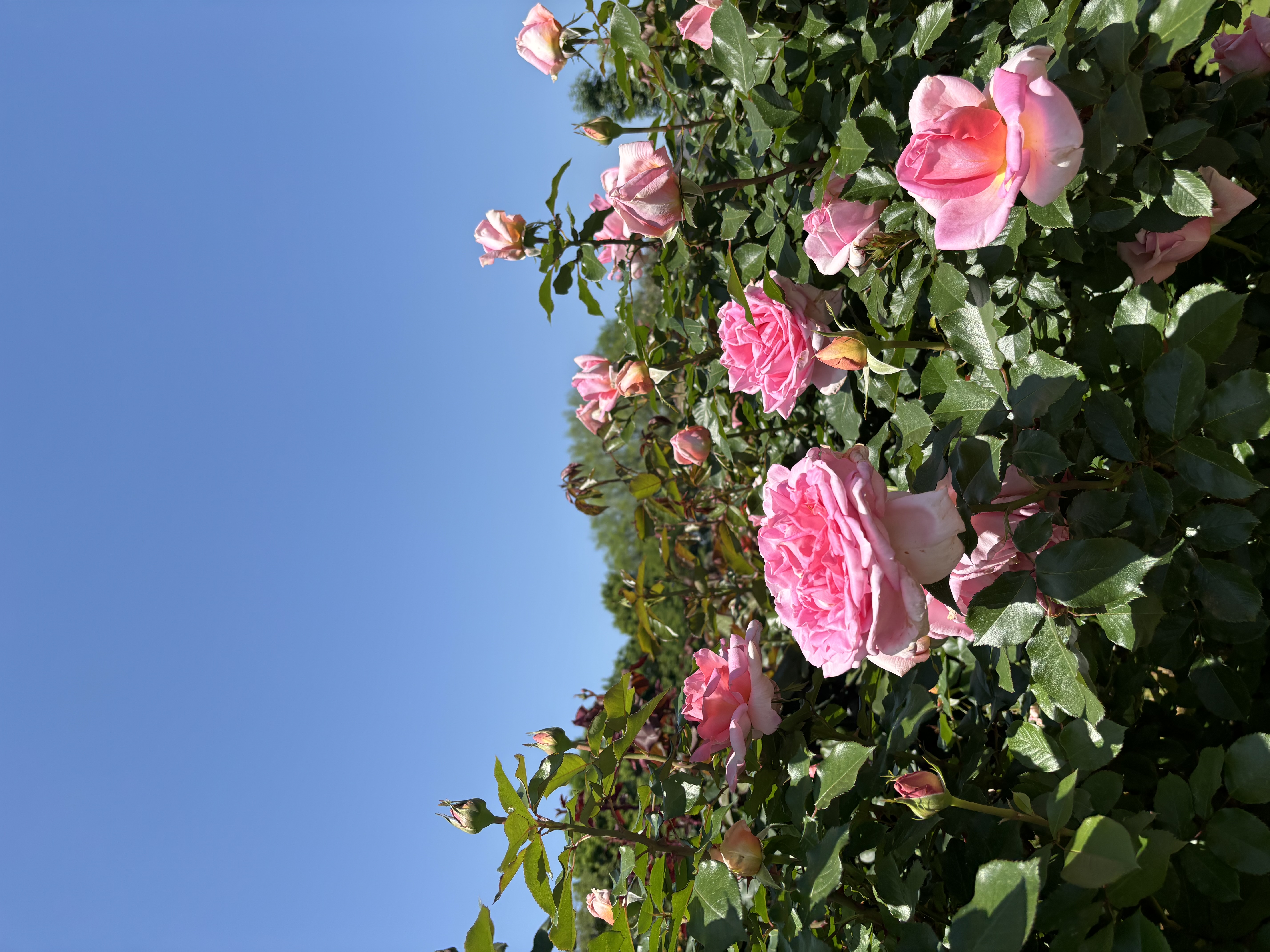 きなこ@フォロバします