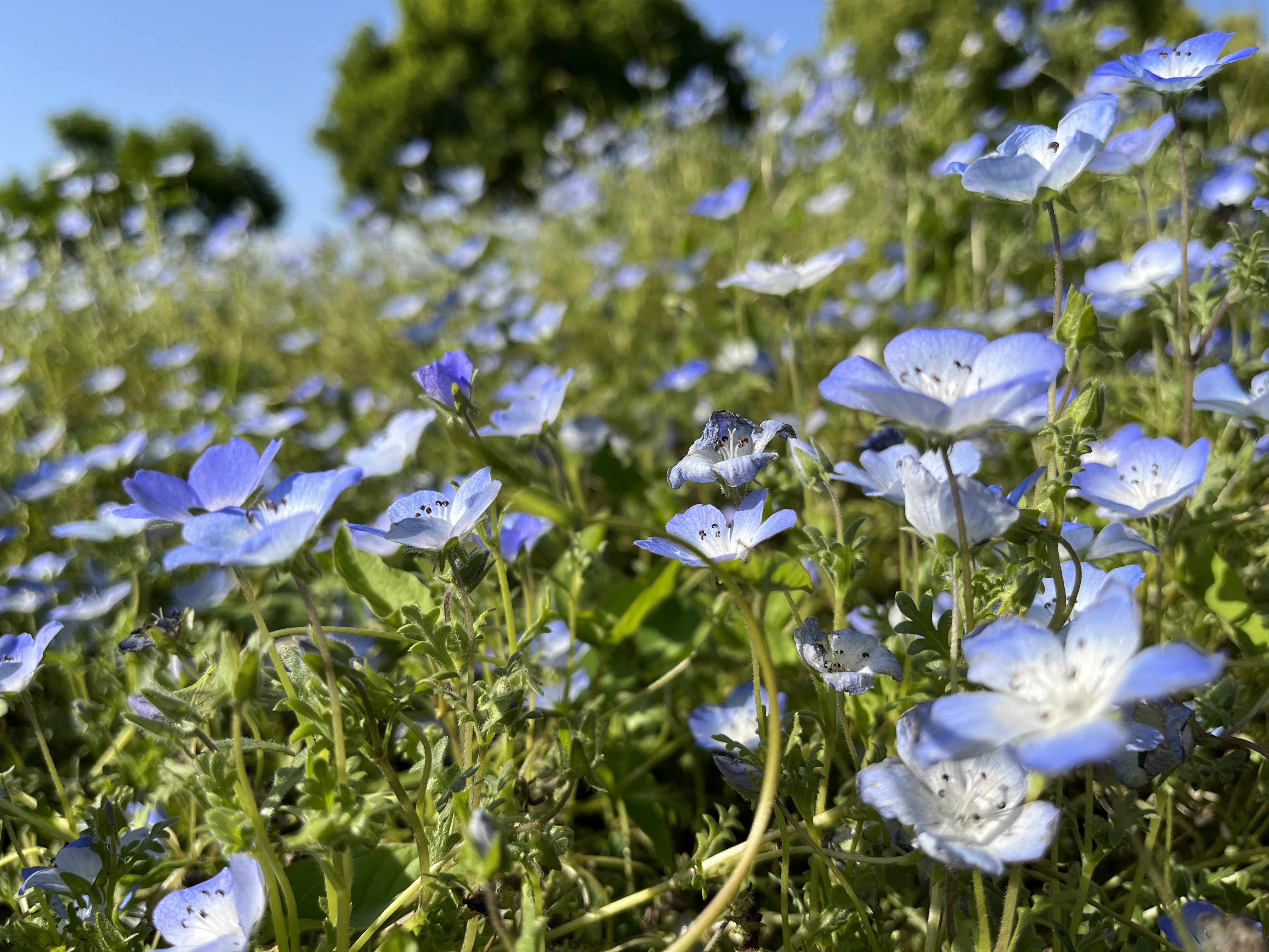 トライアングル