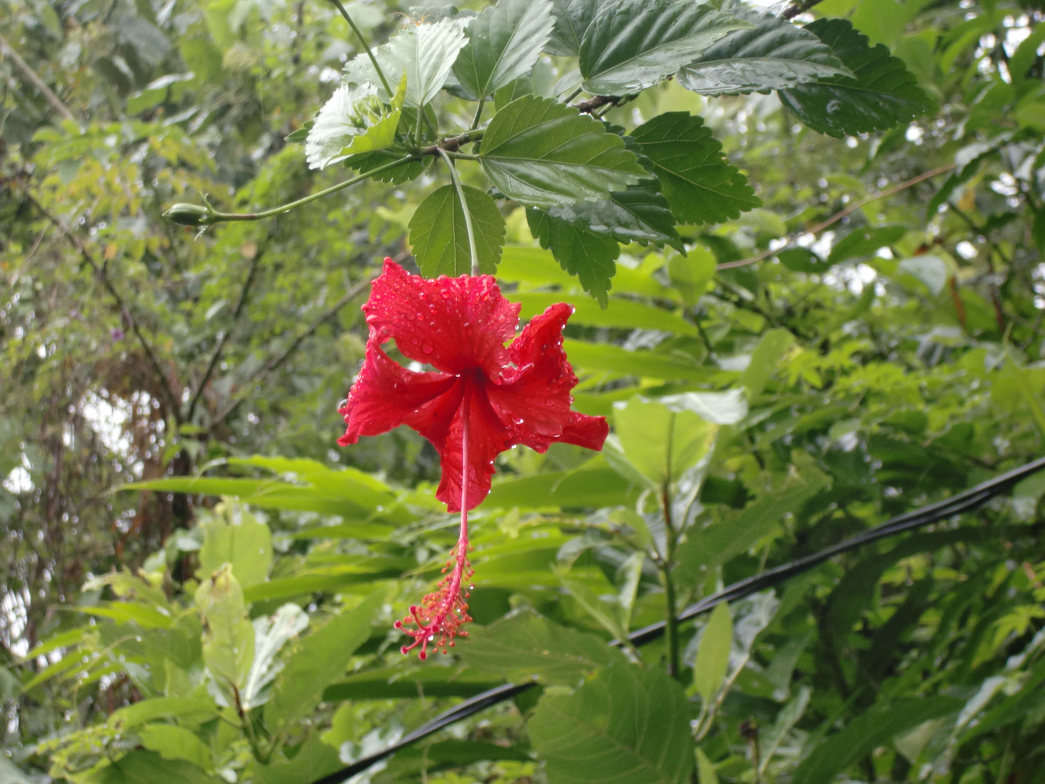 かわいい姉妹ママ