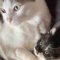 じゃが