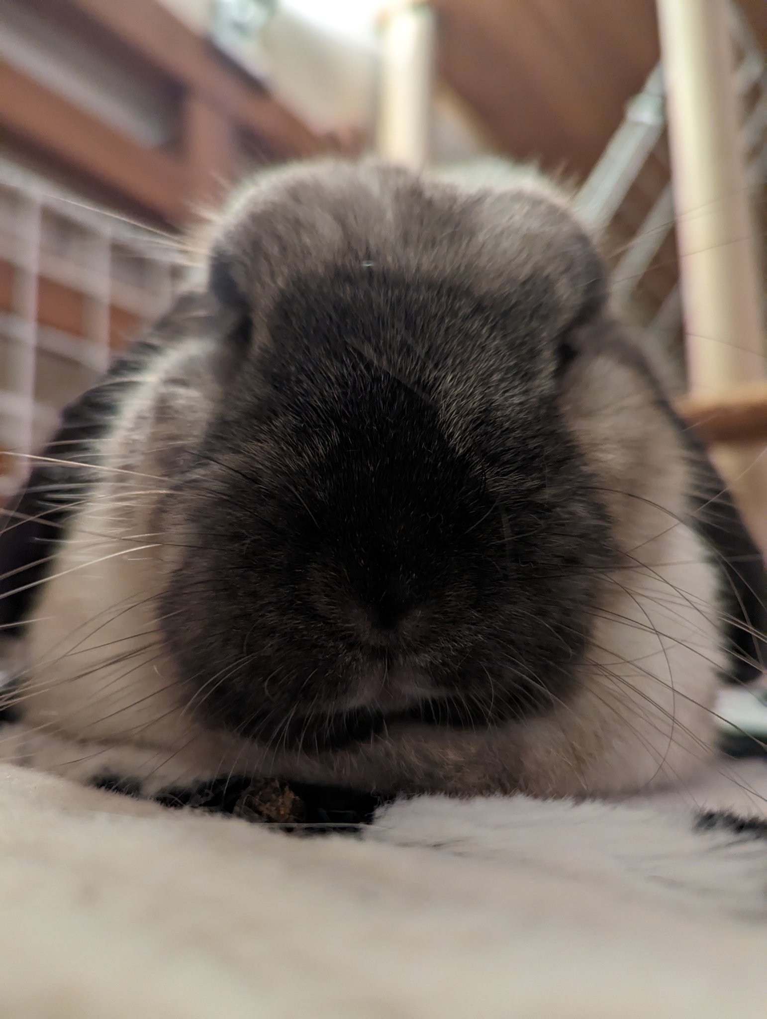 うさぎ様のお世話係