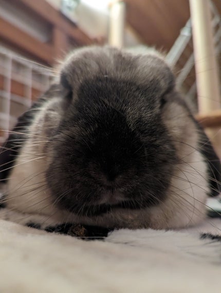 うさぎ様のお世話係