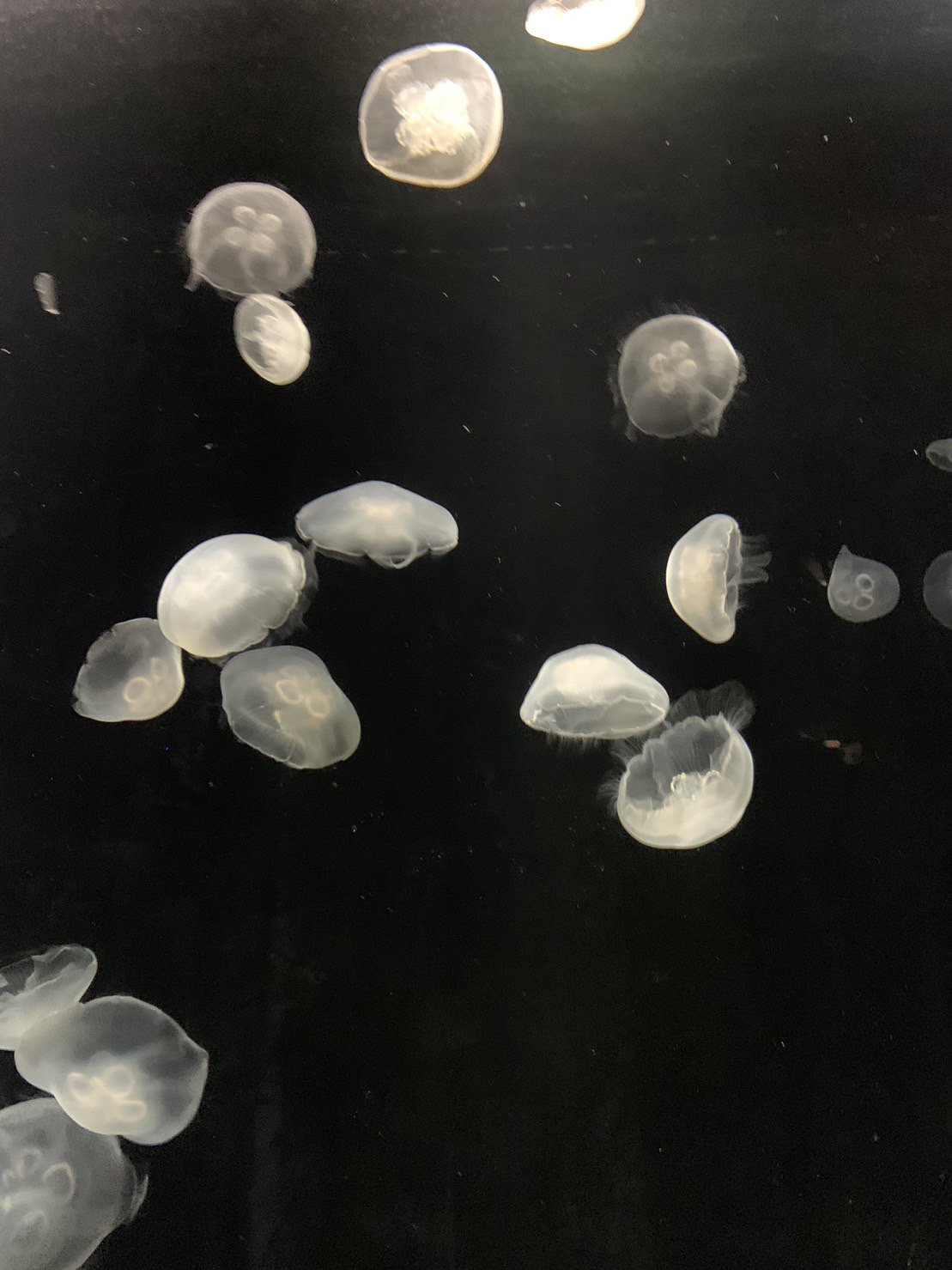 supreme_make_kano.o1