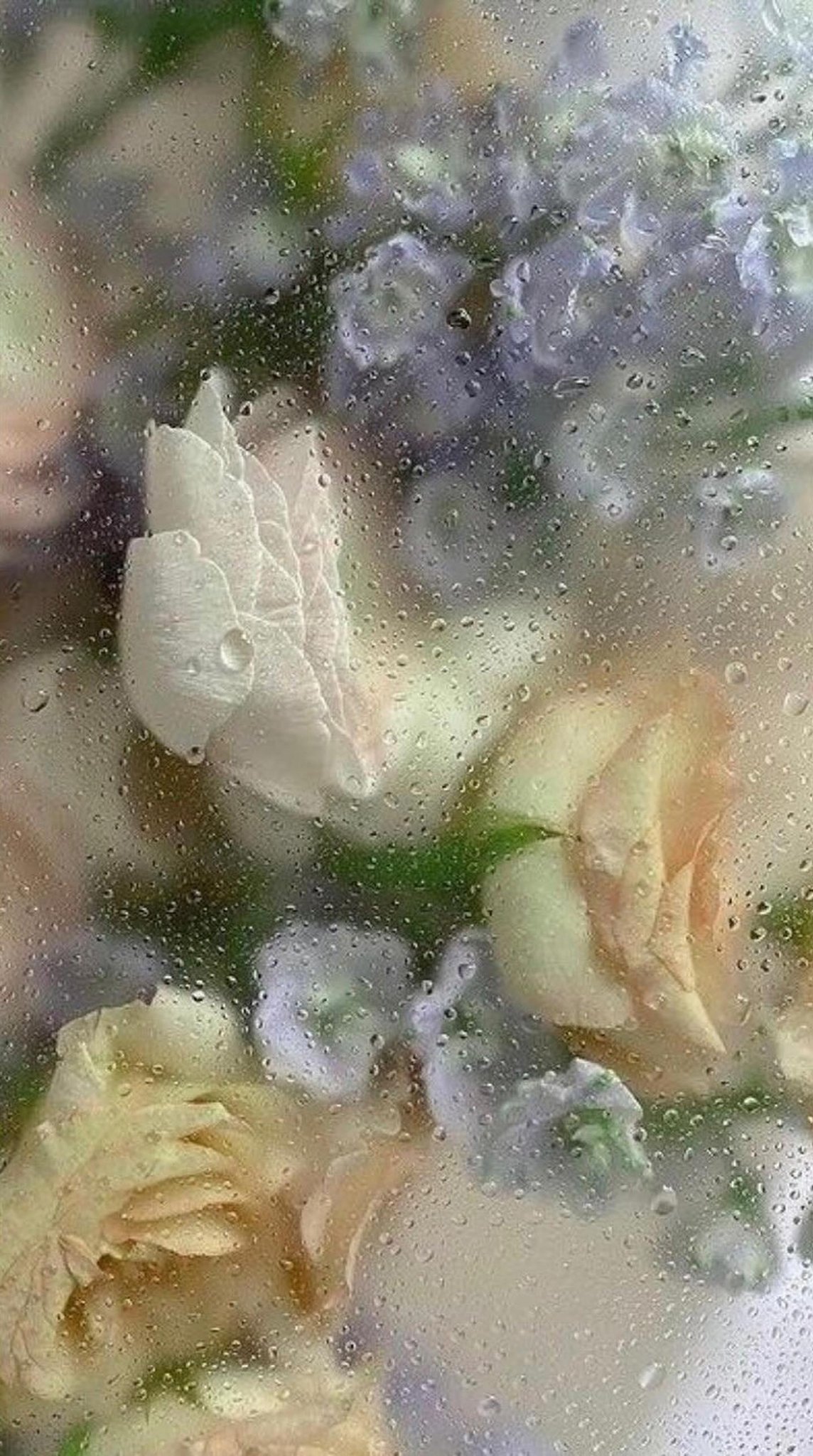 ルリ / イエベ秋 / フォロバ