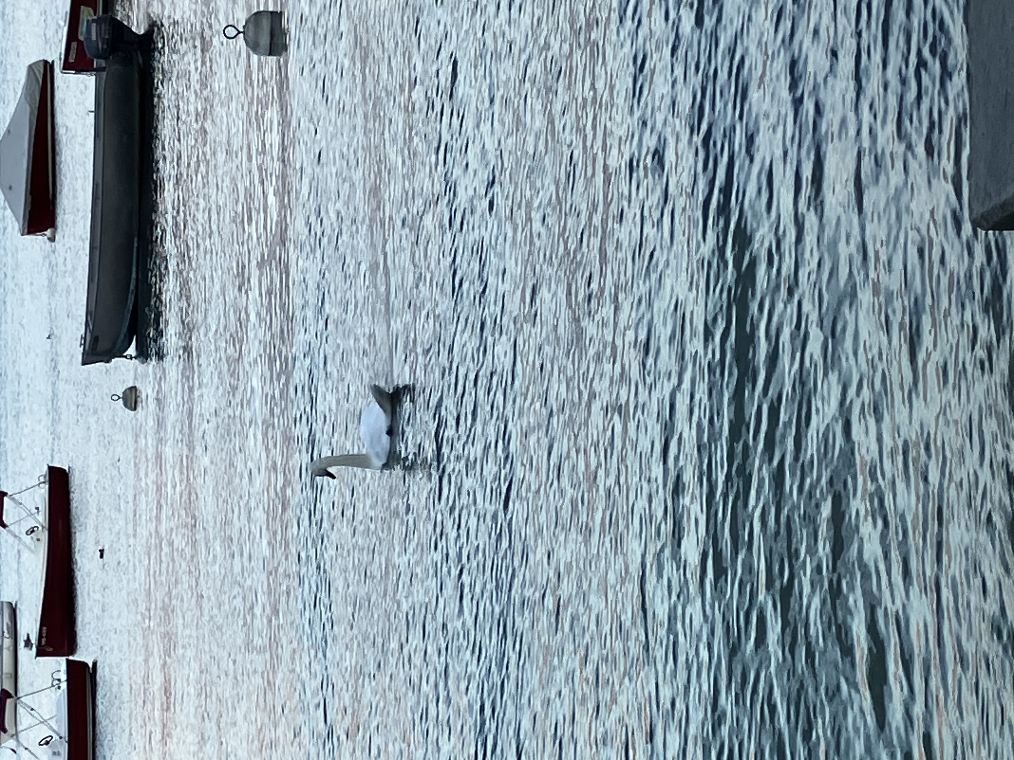 🫧くりーむそーだ