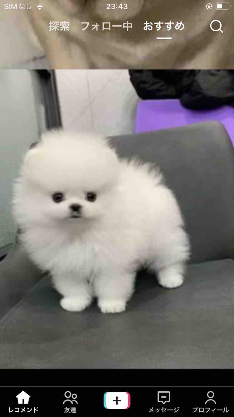 twinkle_perfume_h7sl