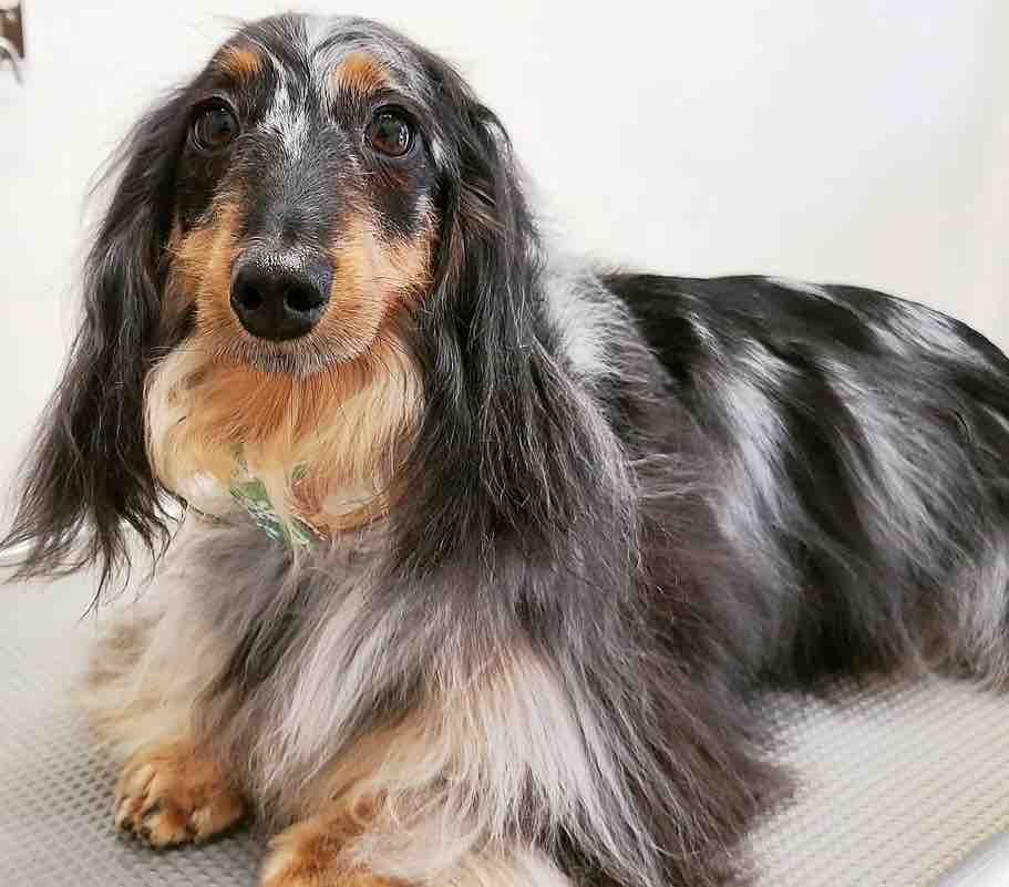 ハルママ🐶フォ🫏100