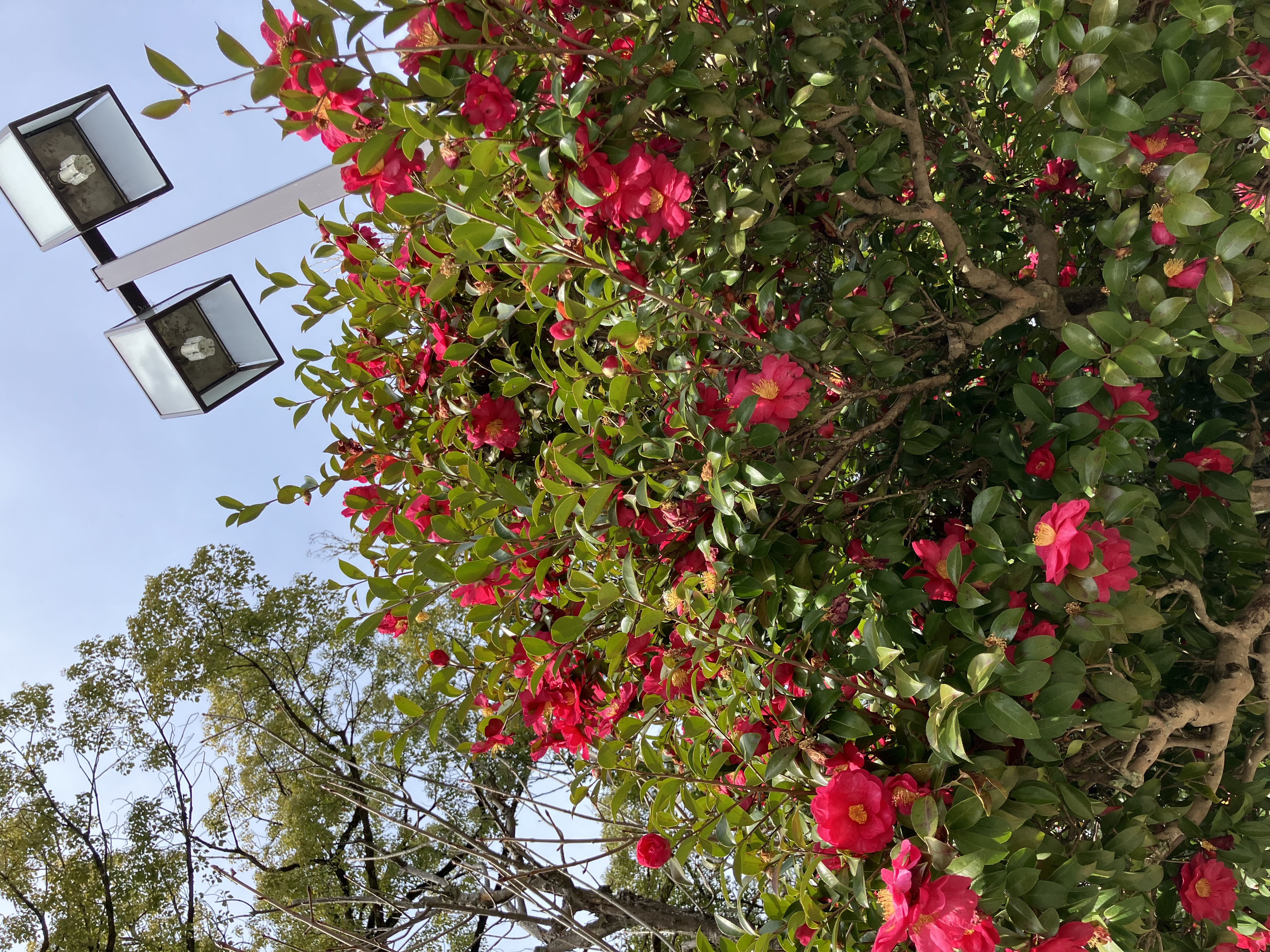 ゆき@気づいたらフォロバしに行きます