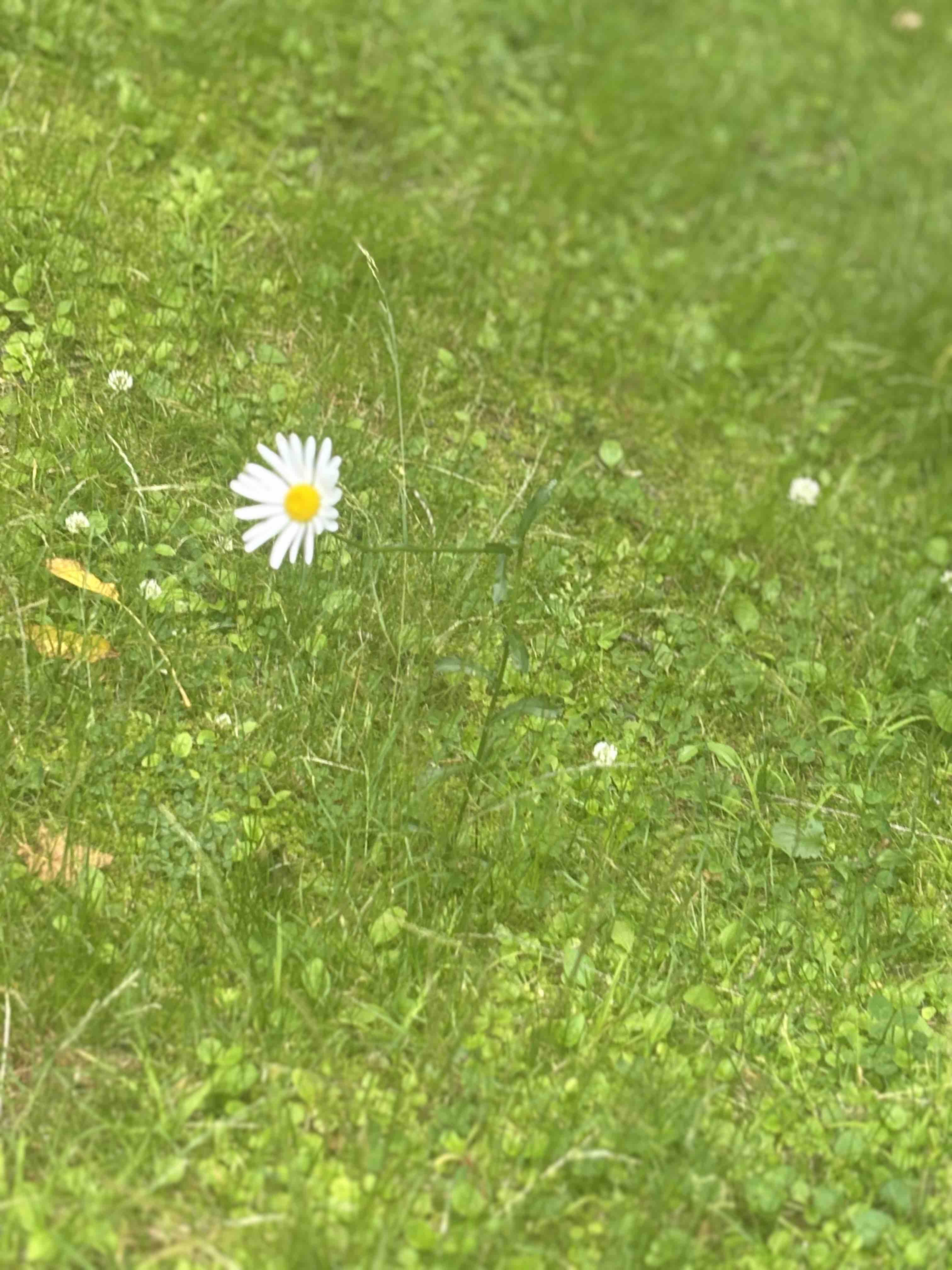 かりな  イエベ秋