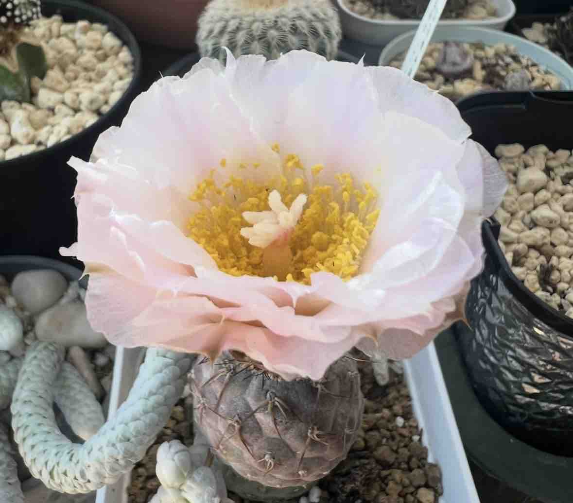 Susan🌟フォロバします