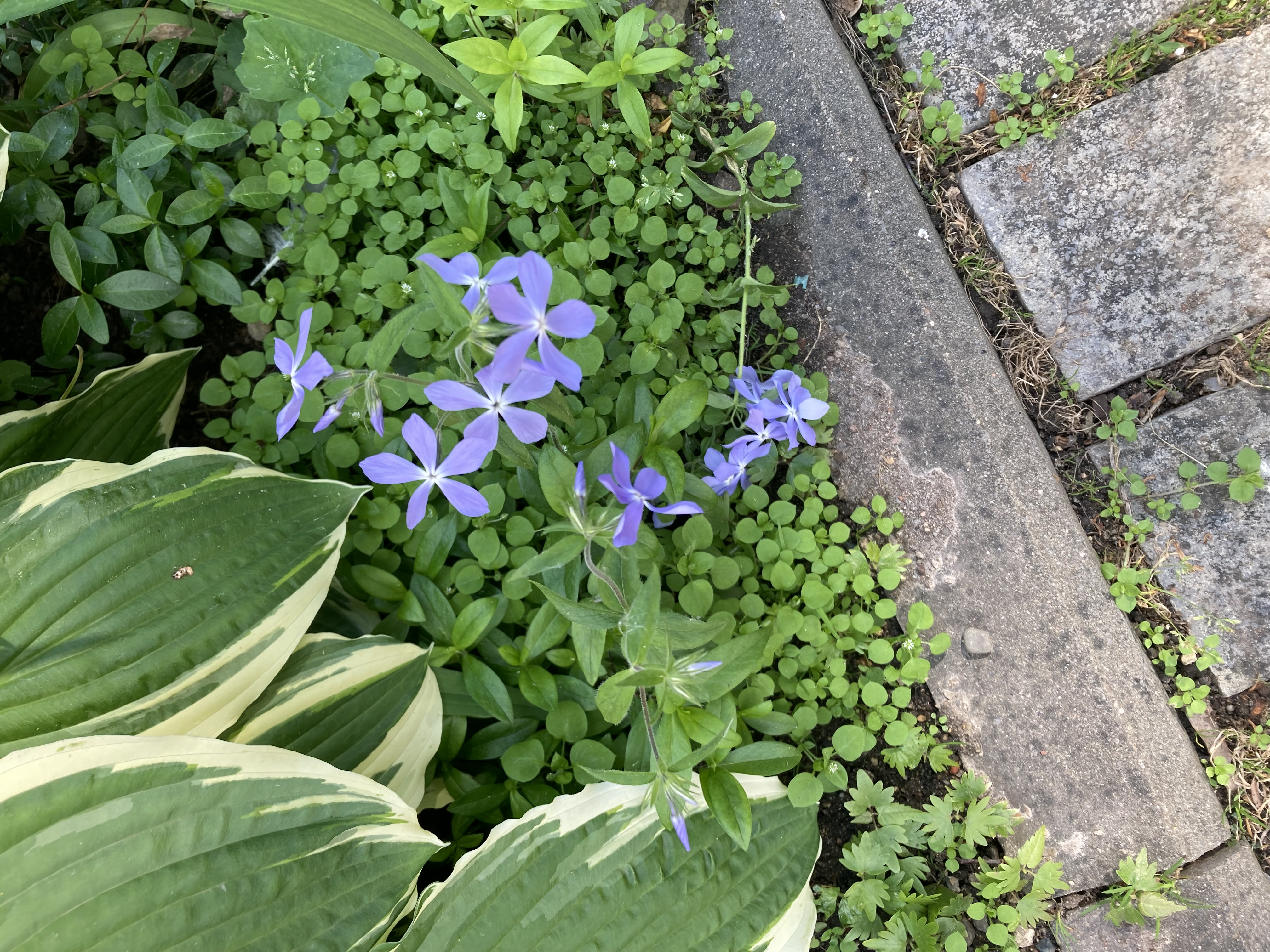 𝒴𓂃 𓈒𓏸 フォロバ100