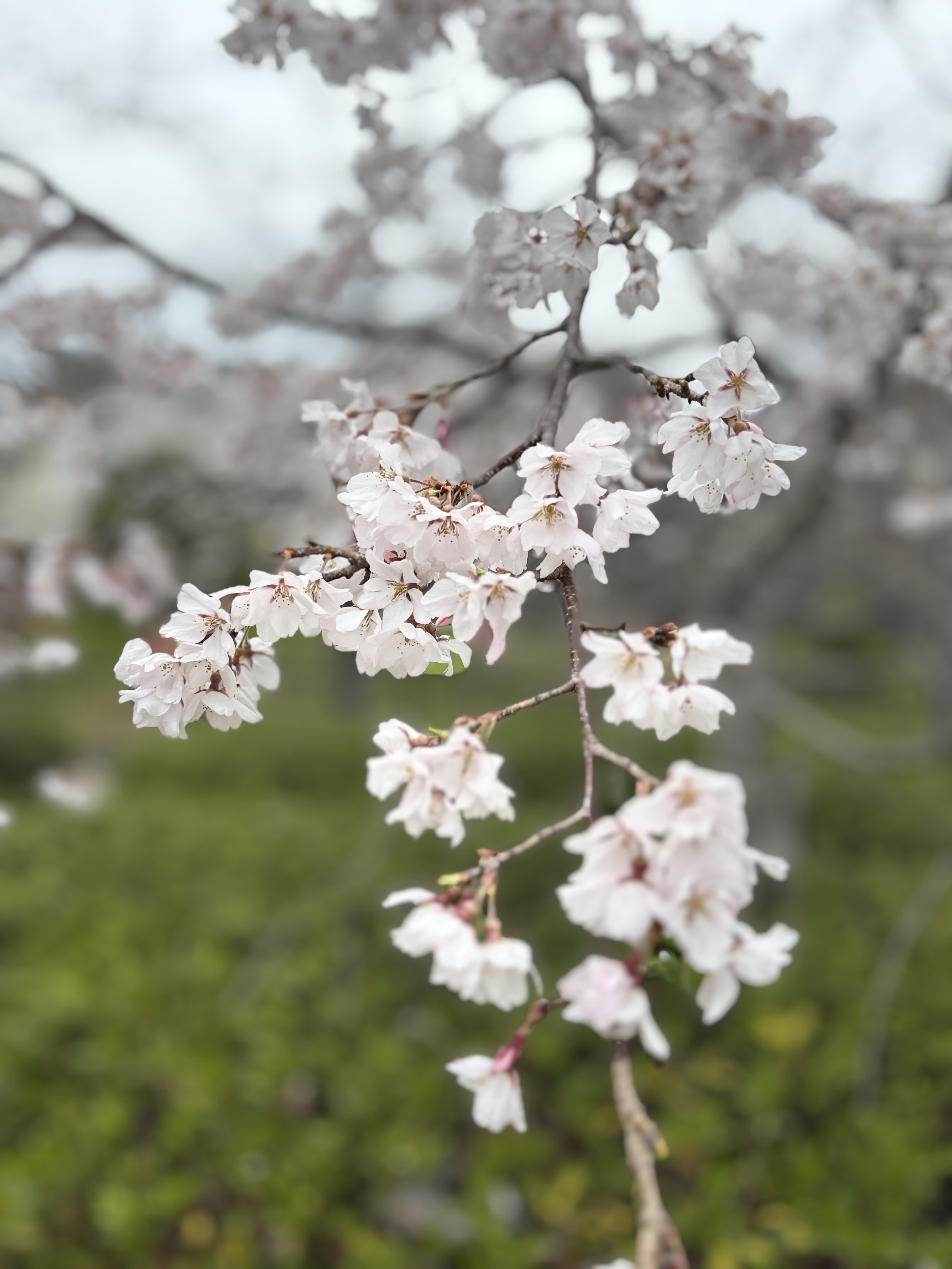 あお🖤ྀི🎵ྀི🐱⸝꙳