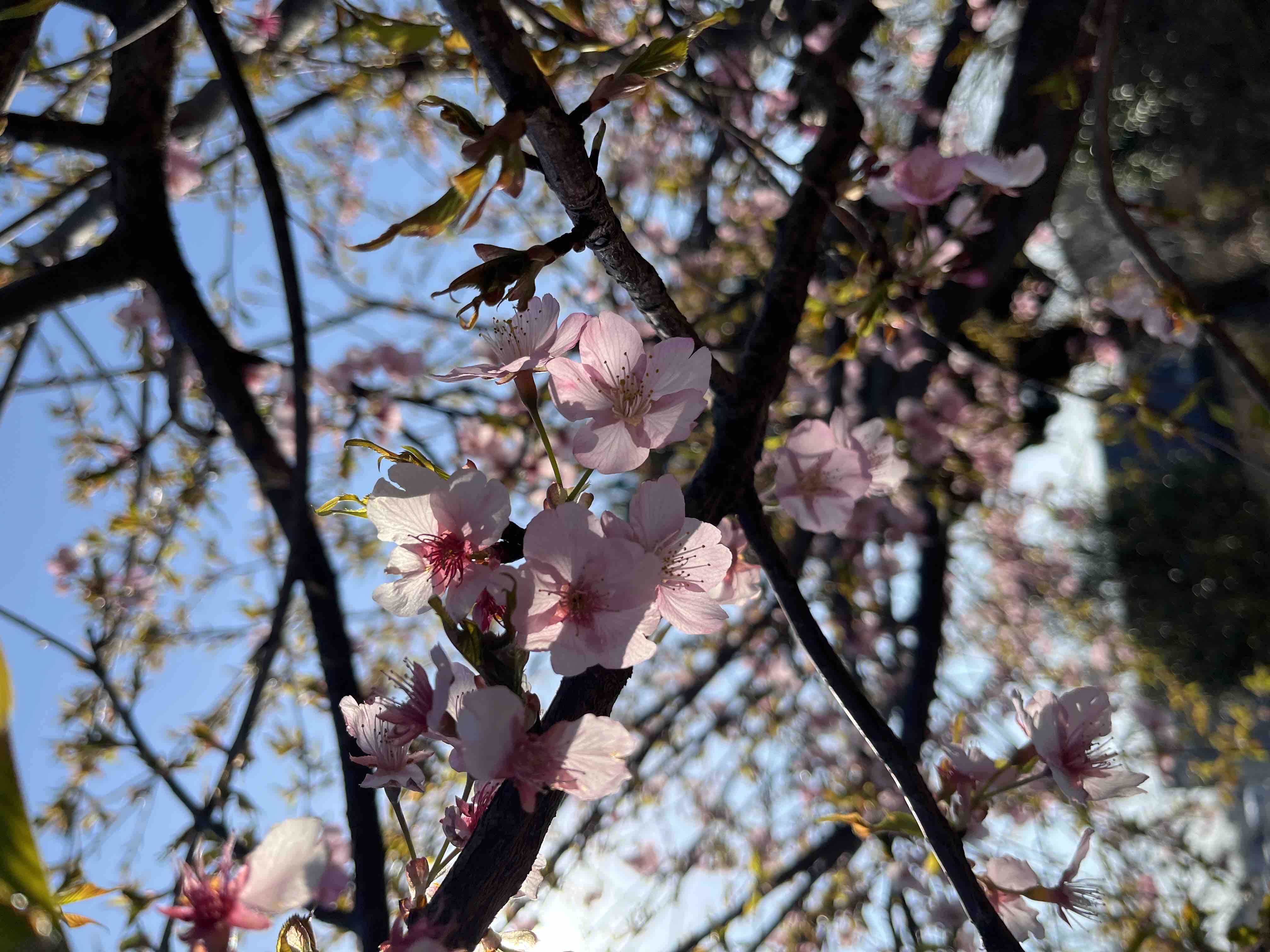 🐈‍⬛猫好き🐾