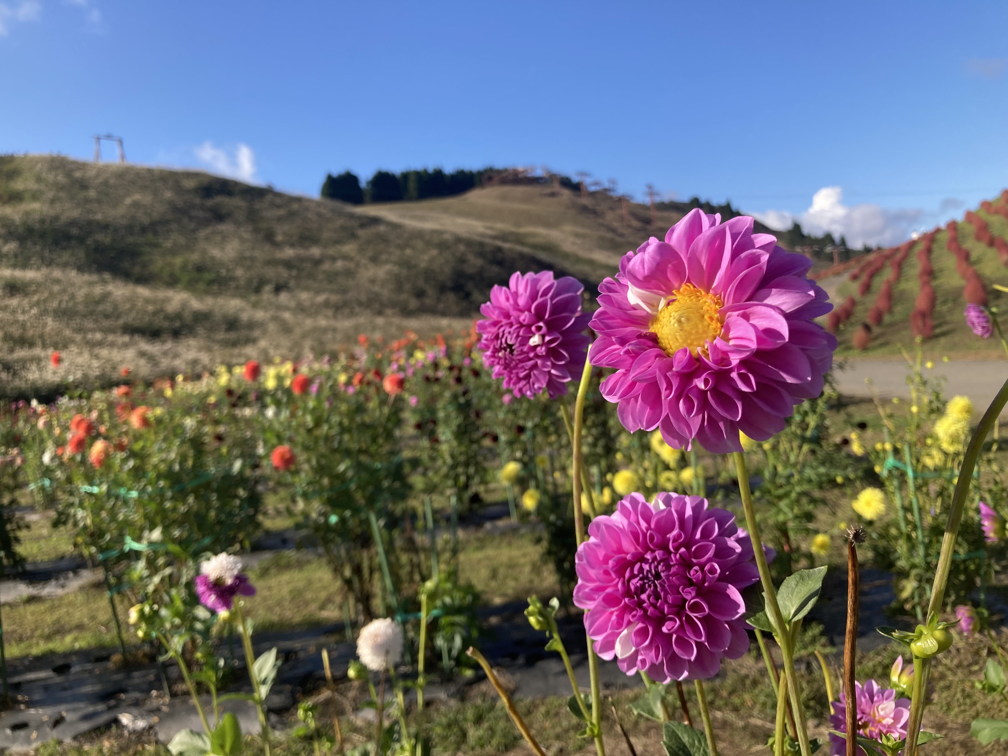 みみ*.ﾟフォロバ