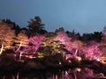 ゆり