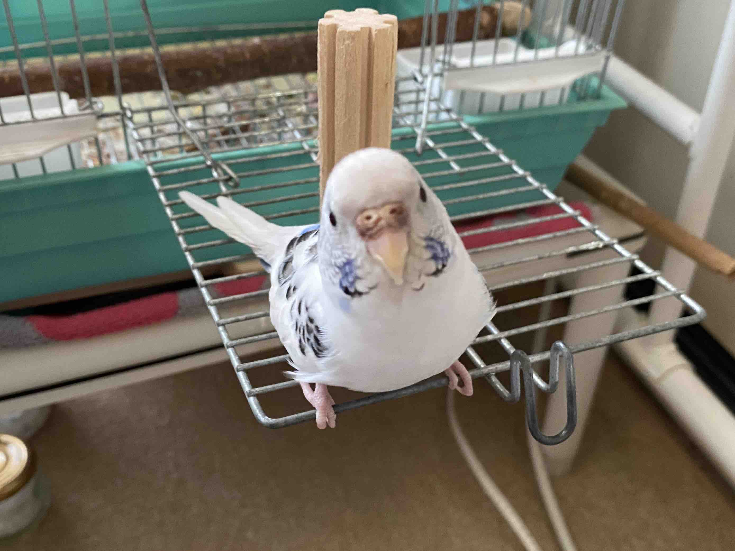 ビュフォンの針