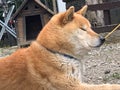 でん