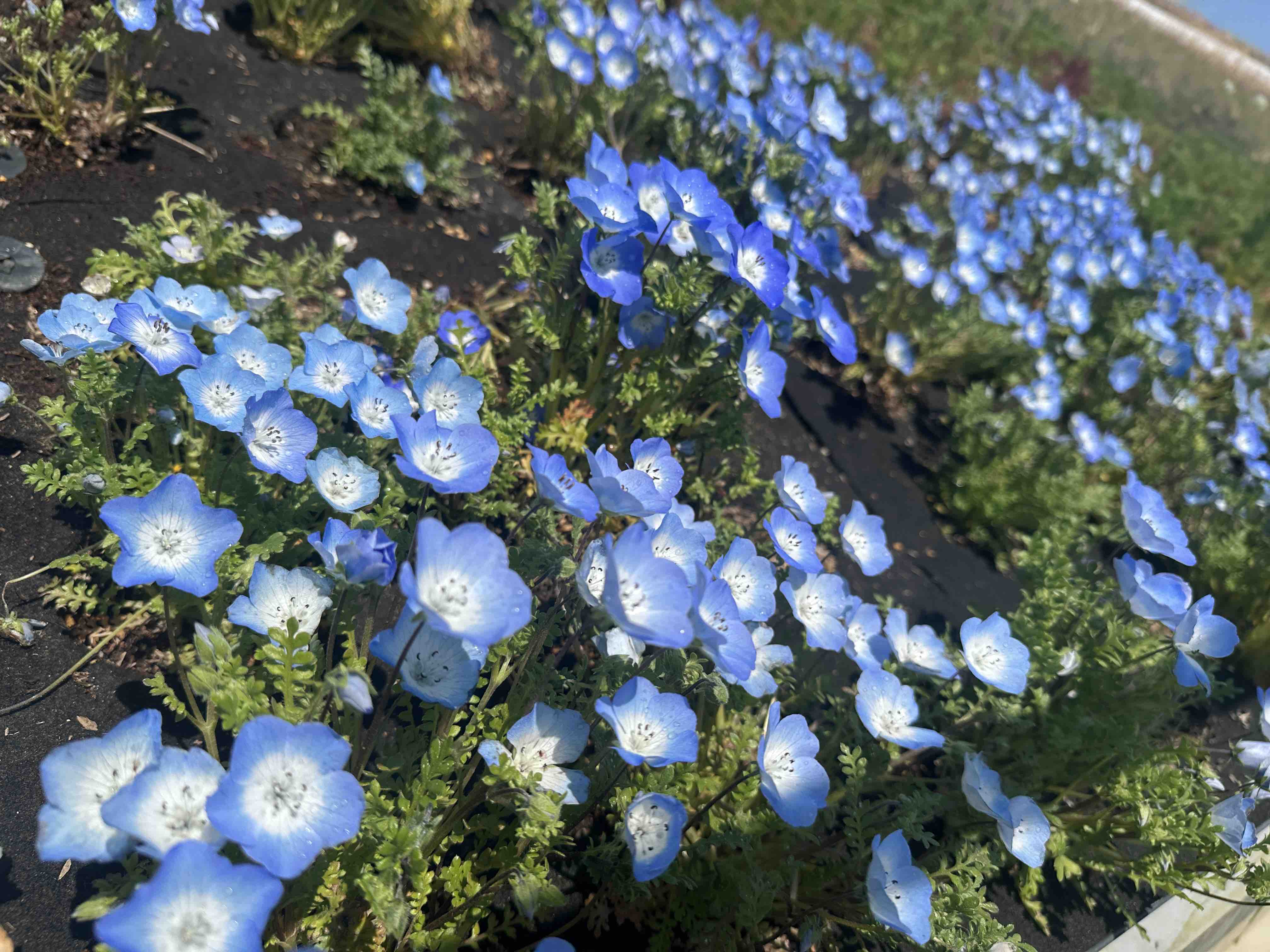 しず@コスメショップ店員/セルフネイラー