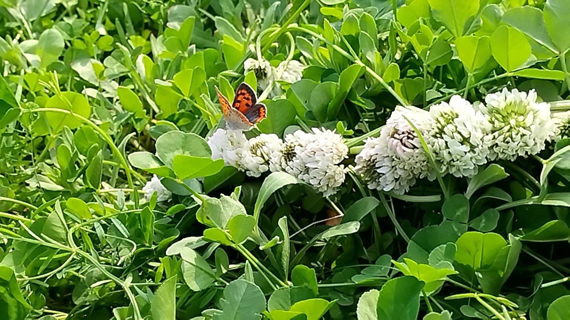生まれ変わる石