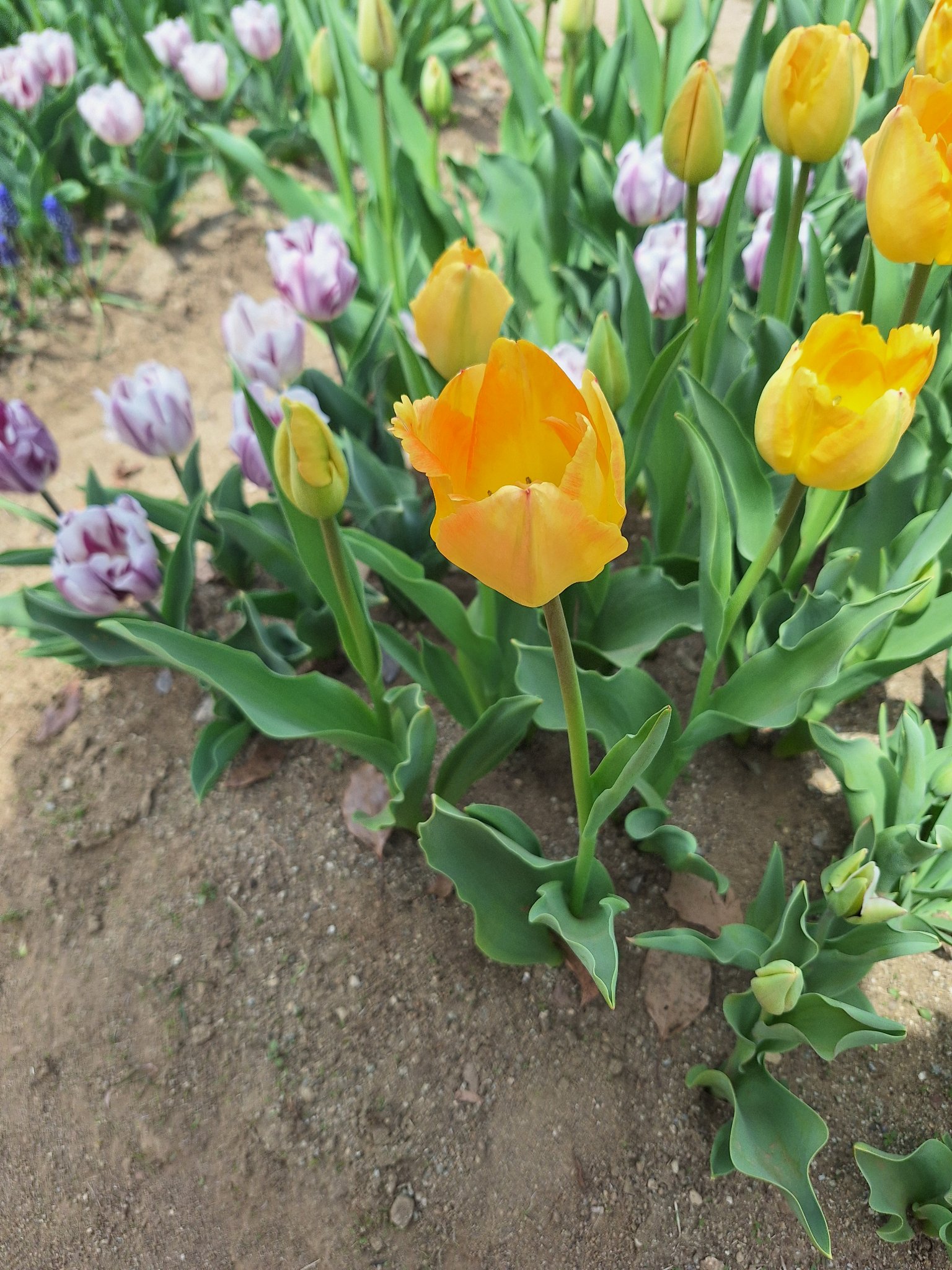 ちょことわたあめ