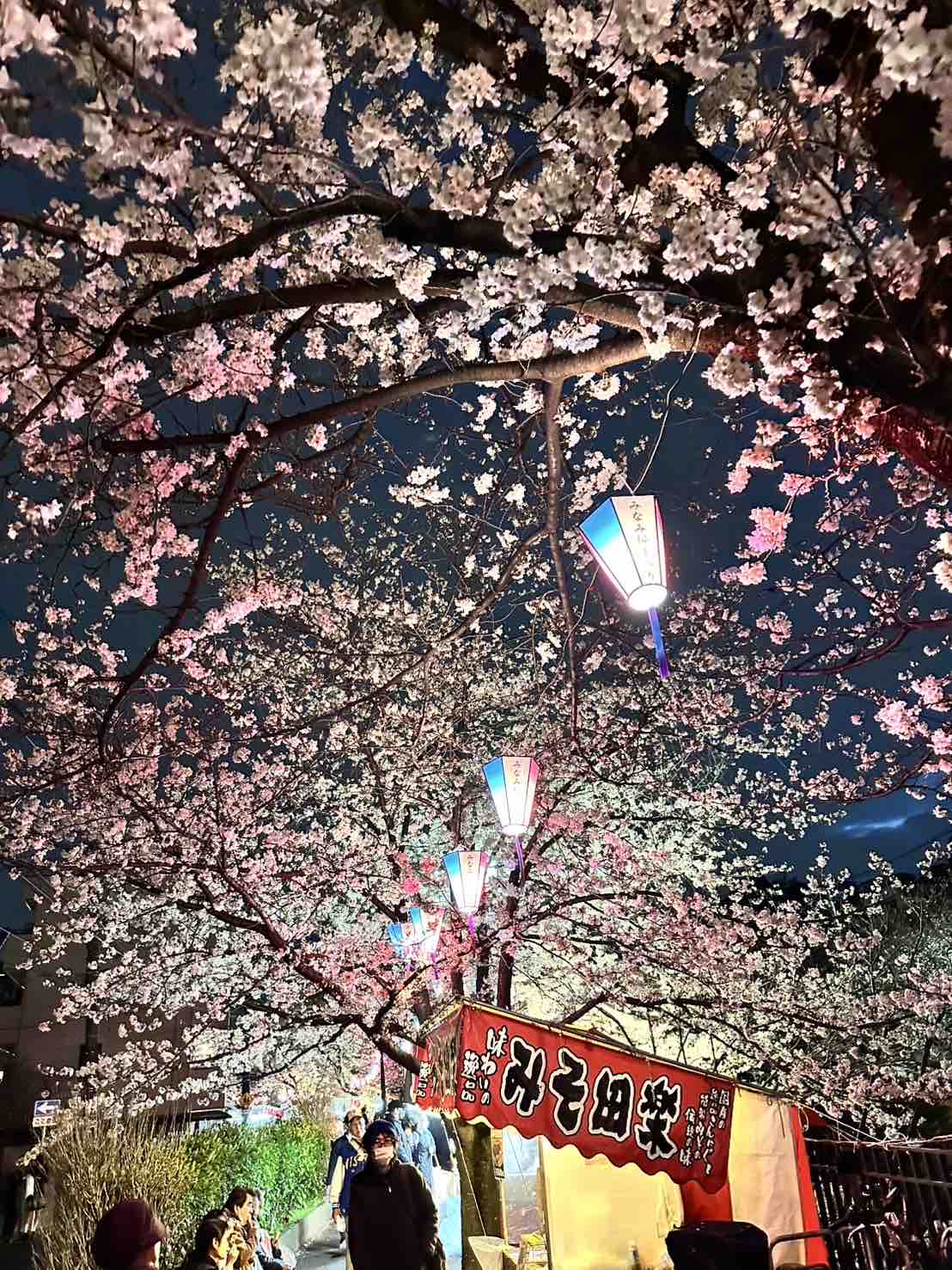 しらたまちゃん