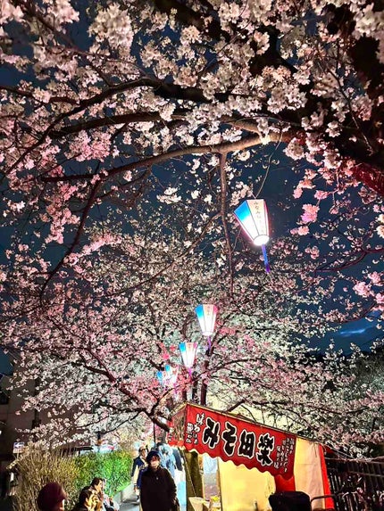 しらたまちゃん