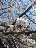 あずず
