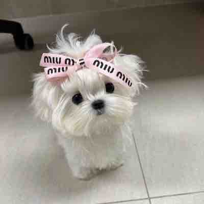 popo🐩フォロバ100