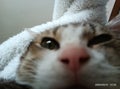 ゆりかっぴん