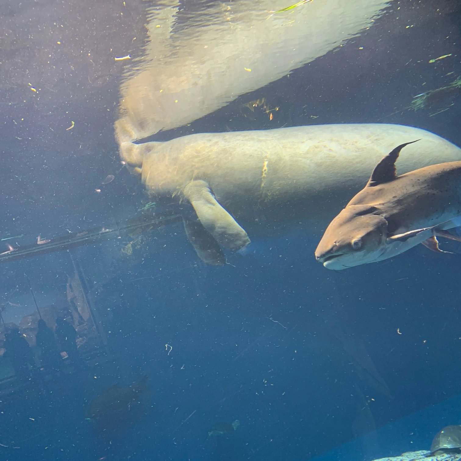 にゃあ(  ฅ*ㆁωㆁ)ฅ