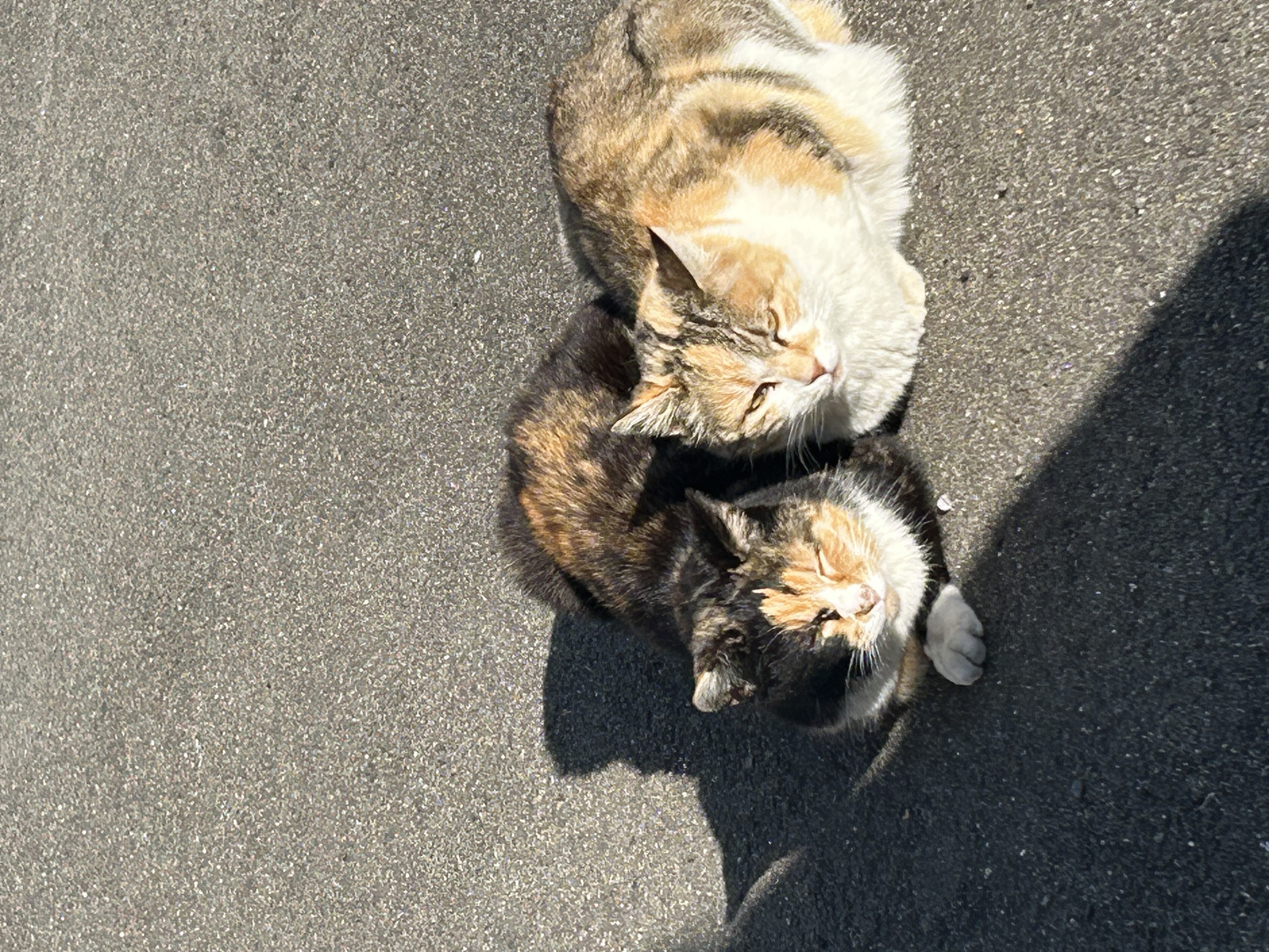 ꒰ঌ𝑴𝑰𝑲𝑼໒꒱