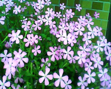 nanaco💐🤍フォロバ基本100