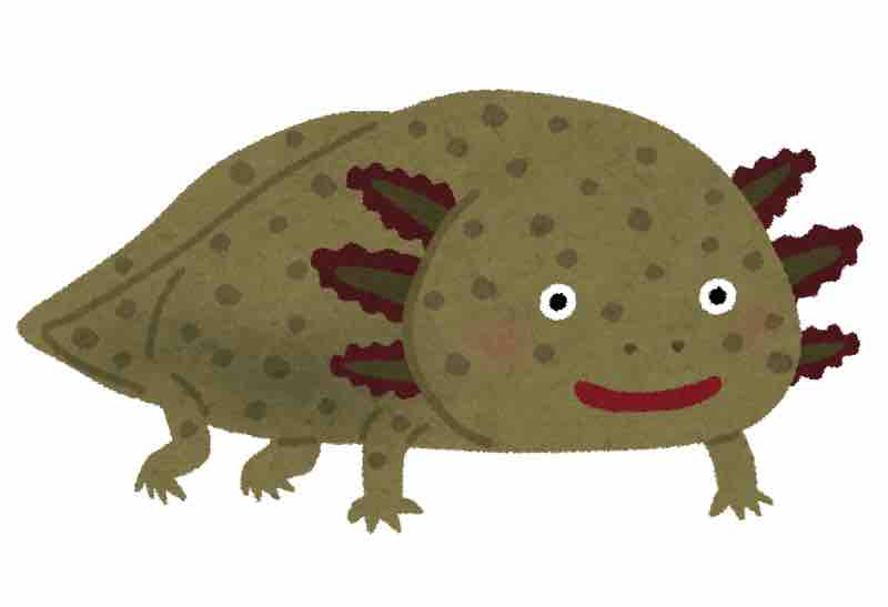 ウーパールーパーもずく🌱