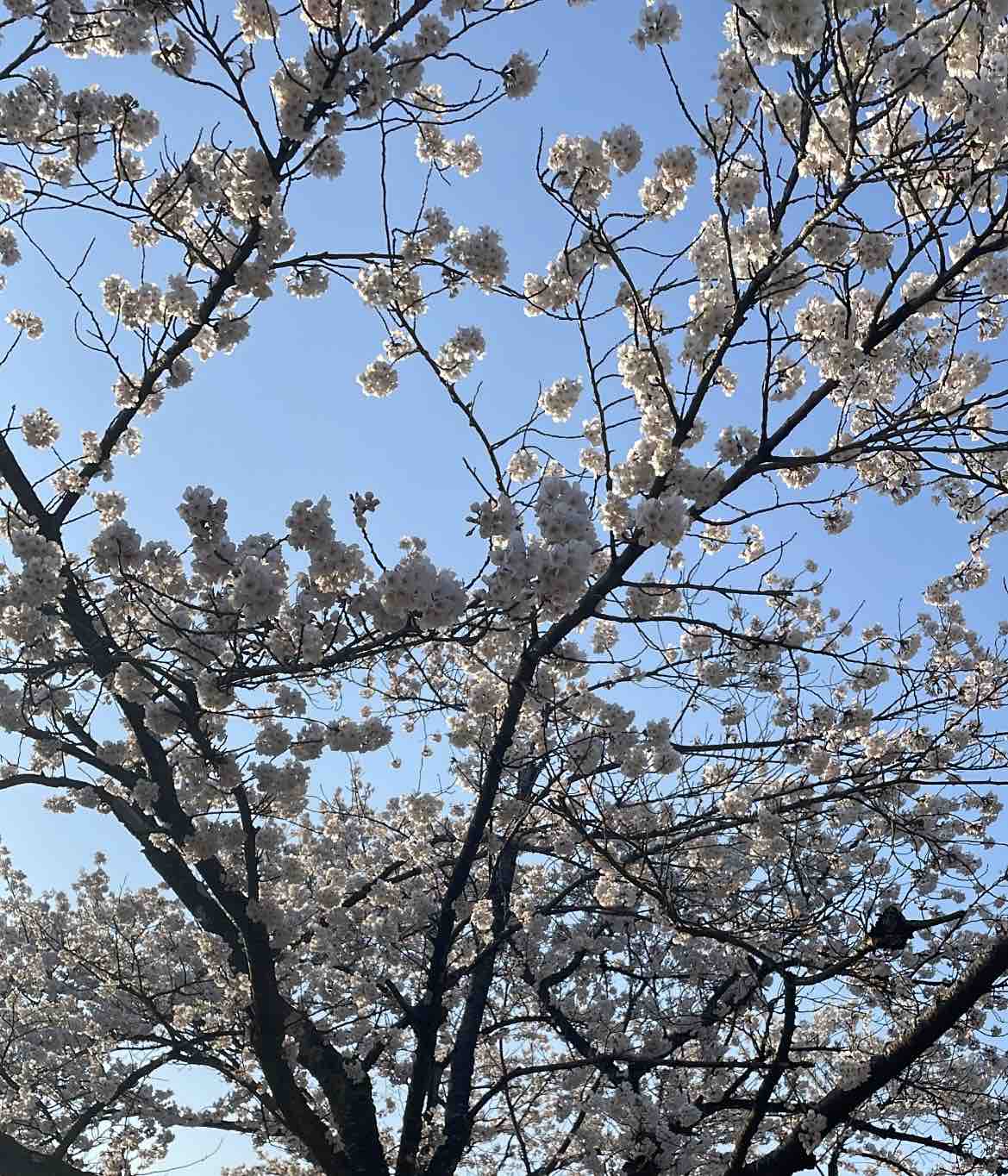 Yora@フォロバ100