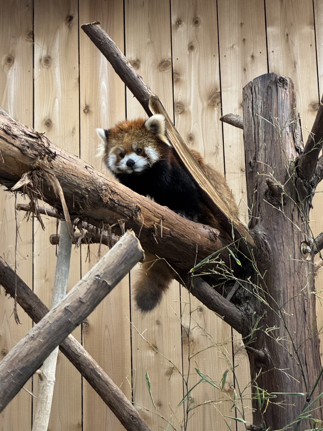 いともっちゃん