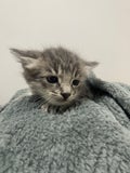 こねここ