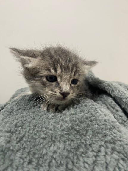 こねここ