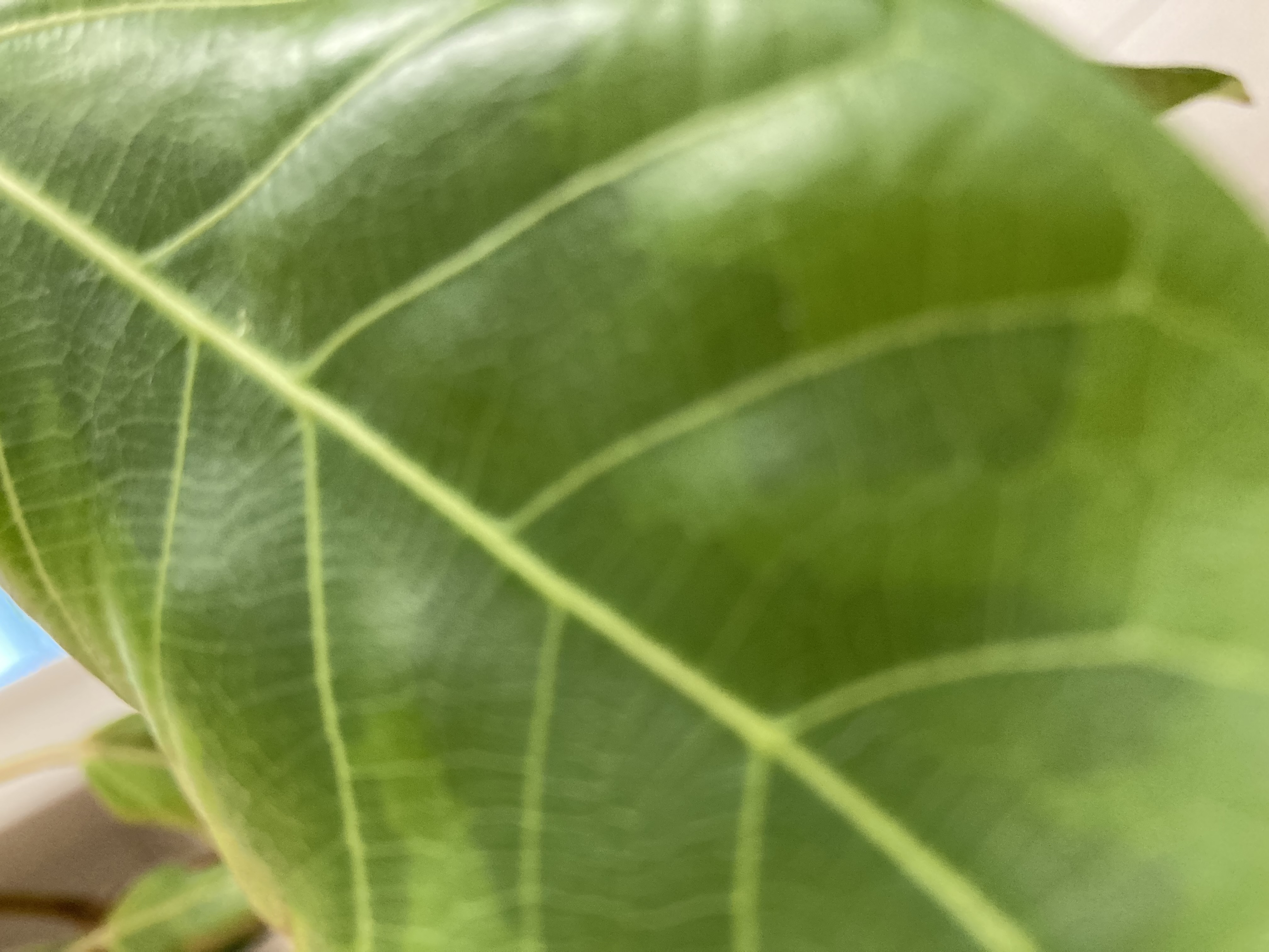 虹色ハリネズミ🦔