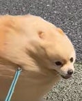 なぎなぎの実