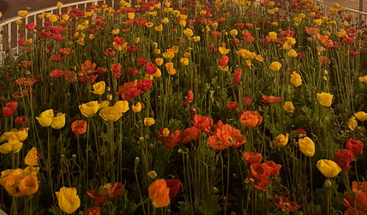 noa♡フォロバ100