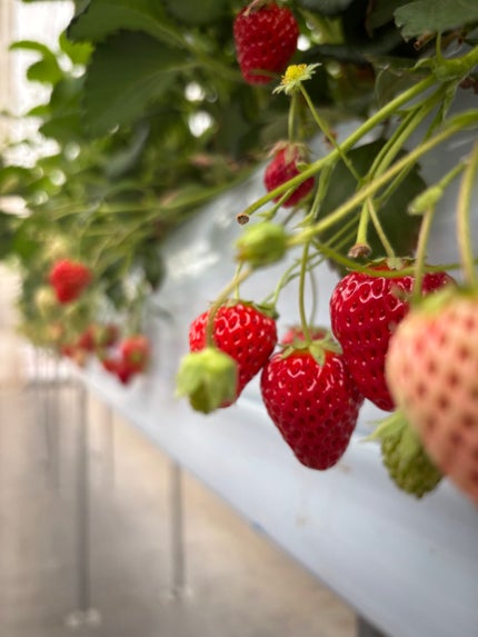 いちご/フォロバ