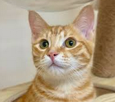 ネコネコちゃん好き