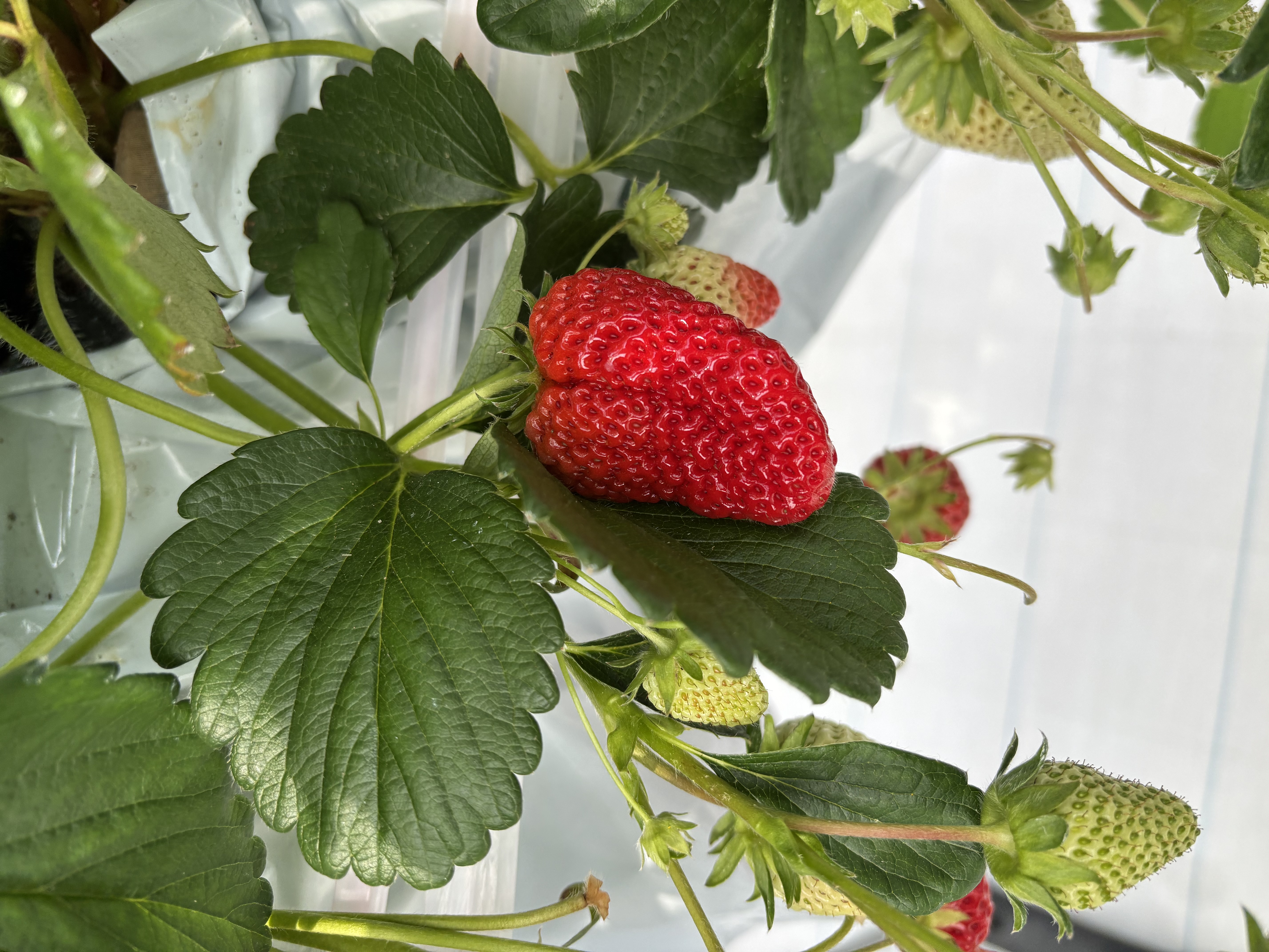 プロレタリアみーく