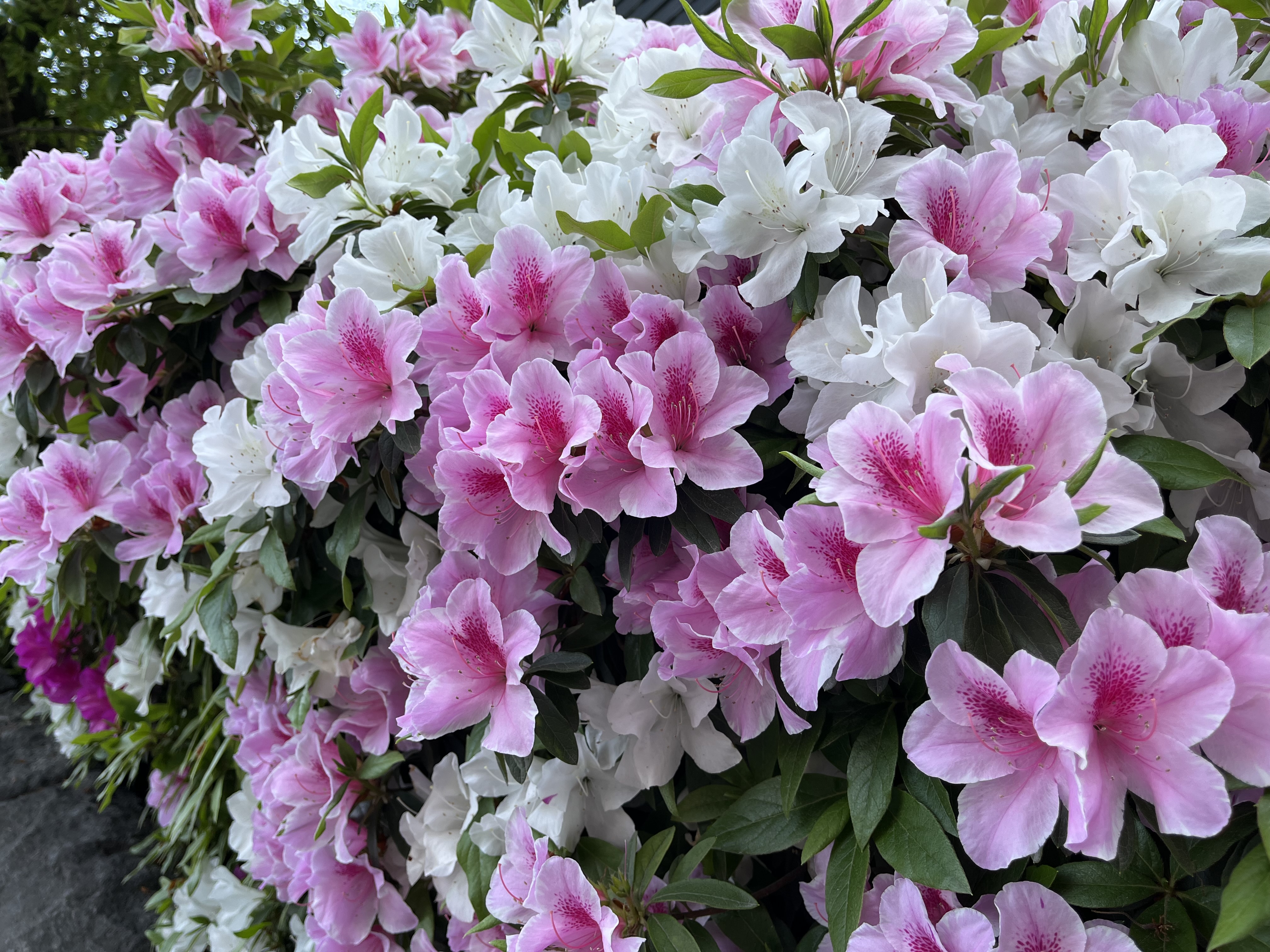 あり＊フォロバ100