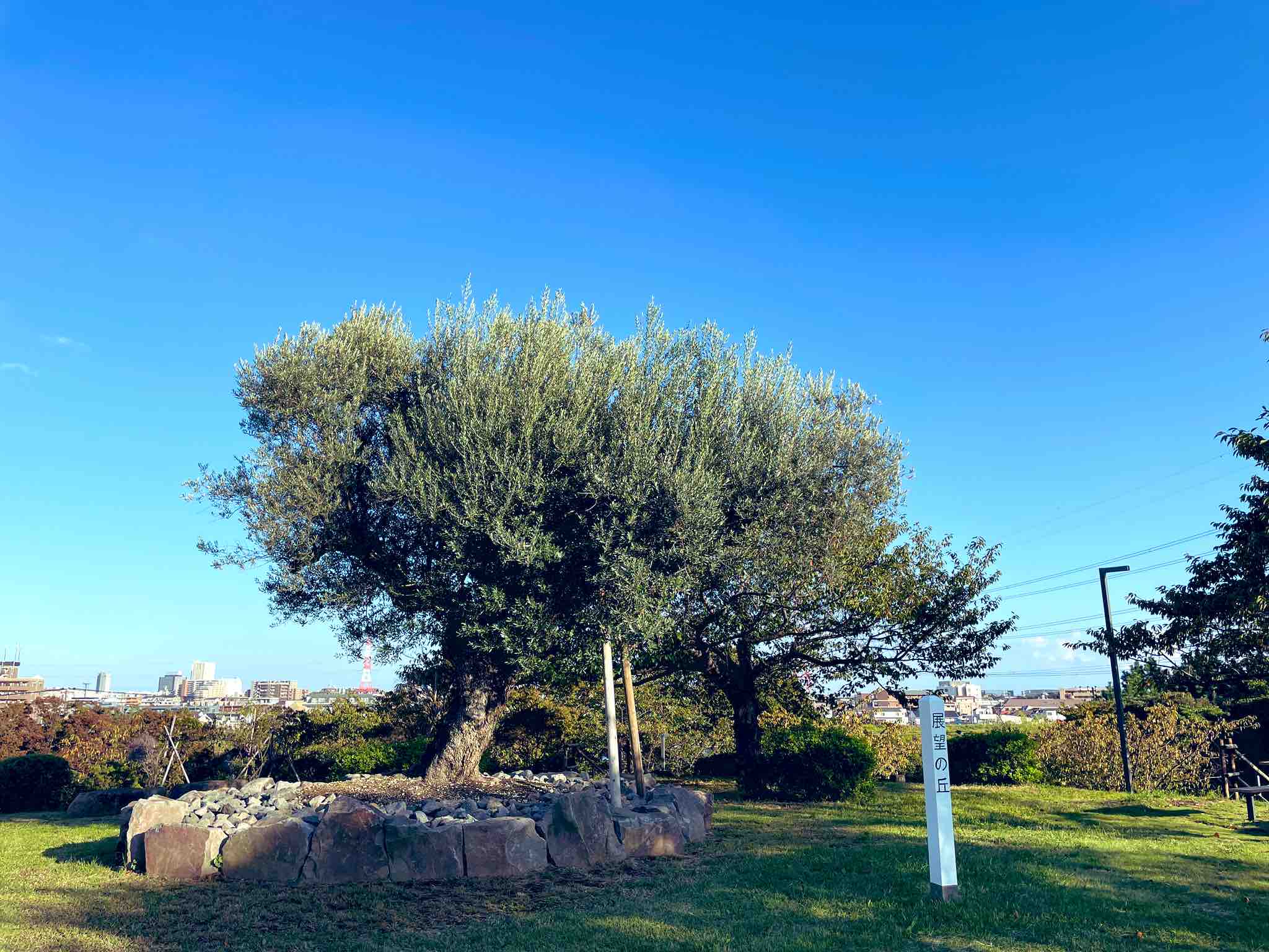 ましゅ*フォロバ100%