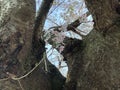 みおら
