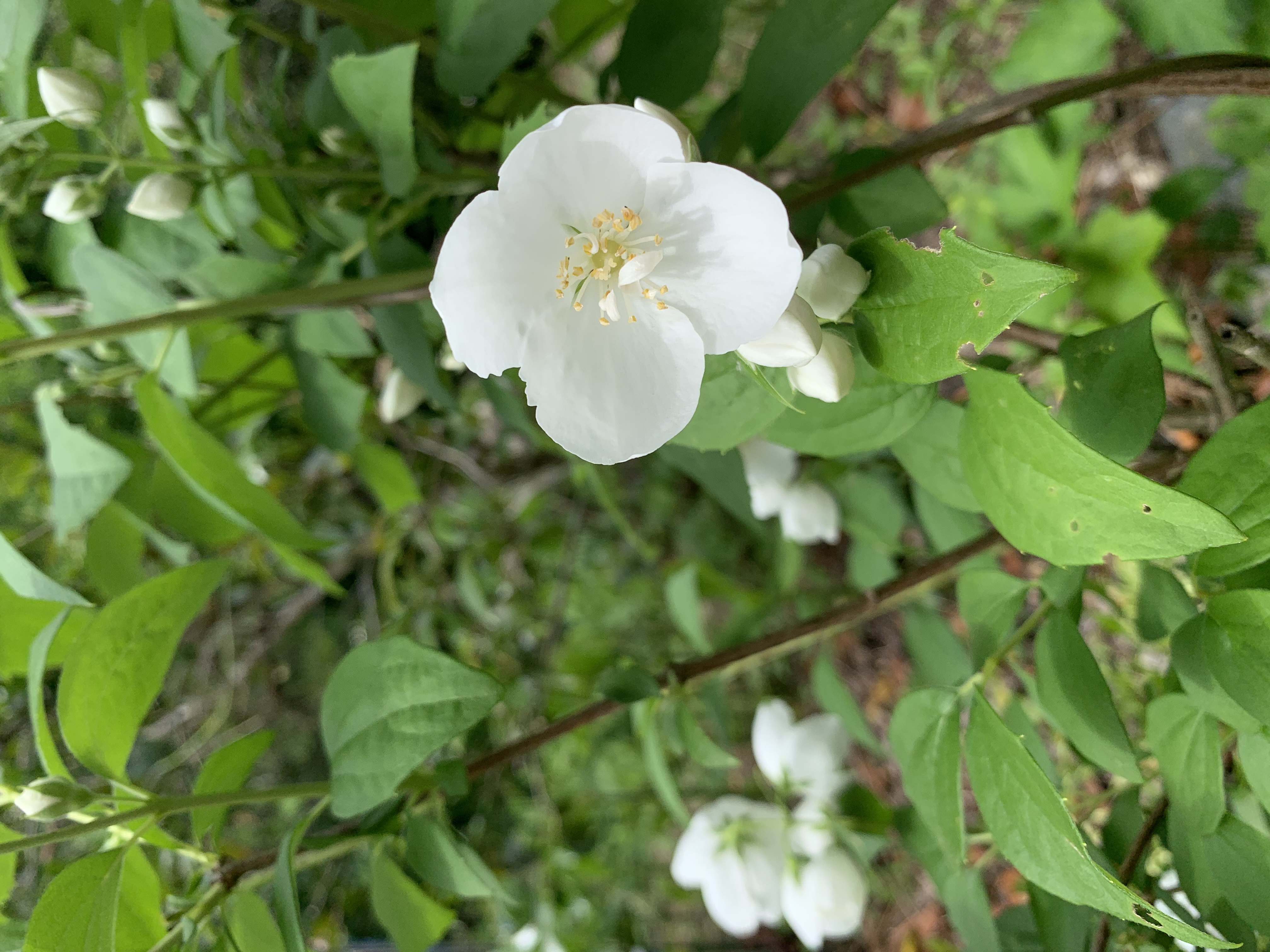 ✴︎𖤣*𖥧𝔽𝕦𝕜𝕦𖤣𖥧*⭐︎