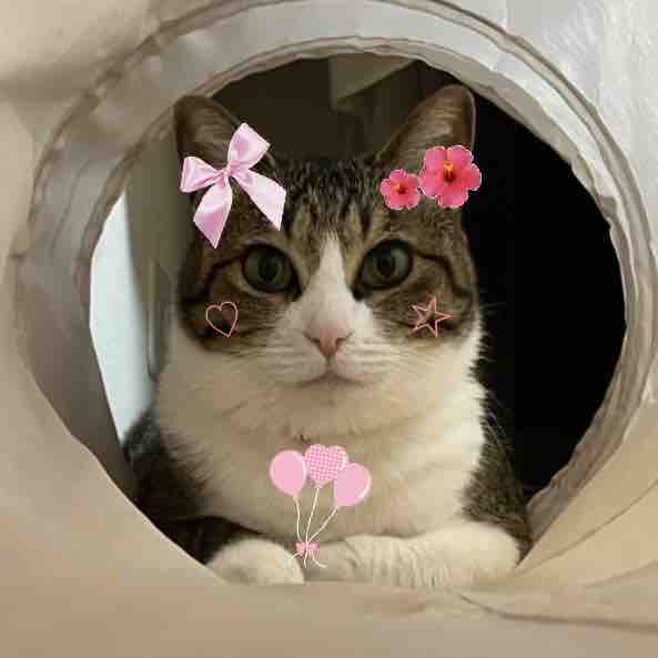 キラツヤラメ子